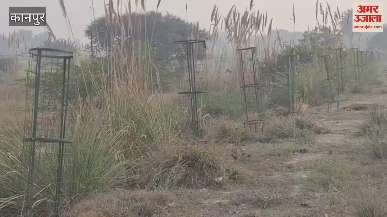 department forgot to plant saplings inside the tree guard, all dried up