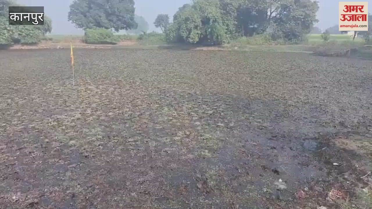 Water chestnut crop affected by blight and rust diseases, resulting in smaller fruit size