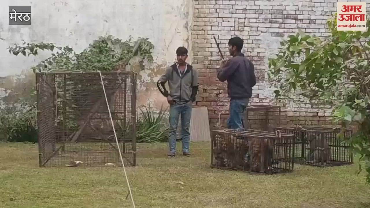 Meerut: The Mawana Municipal Council continued its monkey-catching campaign for the second day, and has so far caught 156 monkeys