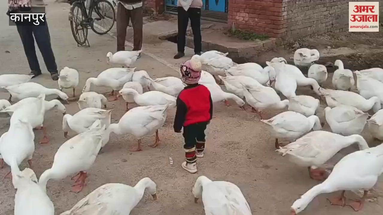 innocent love between the children and the flock of ducks has become the identity of the village