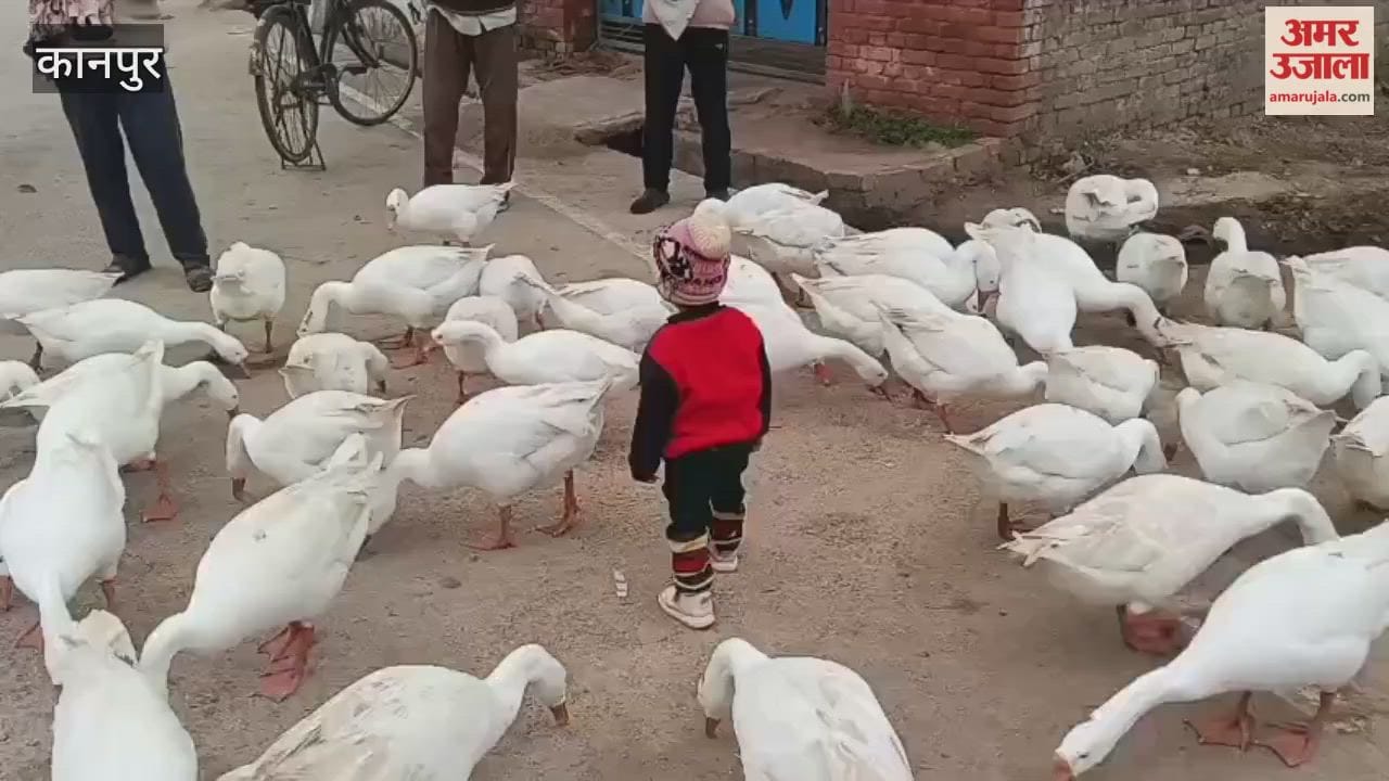 innocent love between the children and the flock of ducks has become the identity of the village