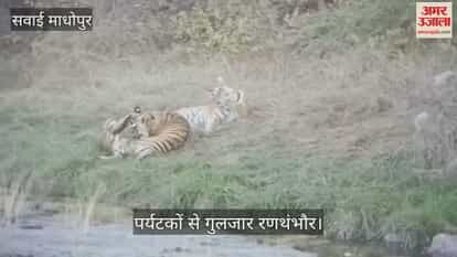 Rajasthan: Ranthambore Tiger Reserve bustling with tourists Tiger Safari bookings full even before peak season