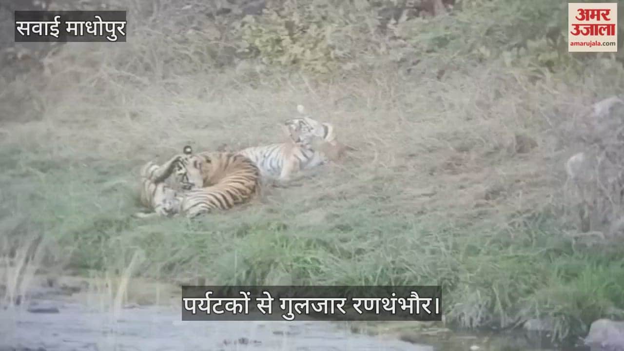 Rajasthan: Ranthambore Tiger Reserve bustling with tourists Tiger Safari bookings full even before peak season
