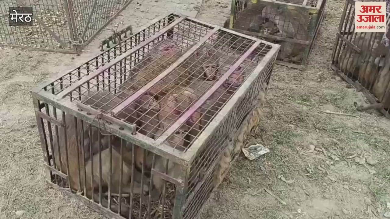 Meerut: People in Hastinapur were troubled by monkeys! They said the monkeys would bite them as soon as they stepped out of their homes
