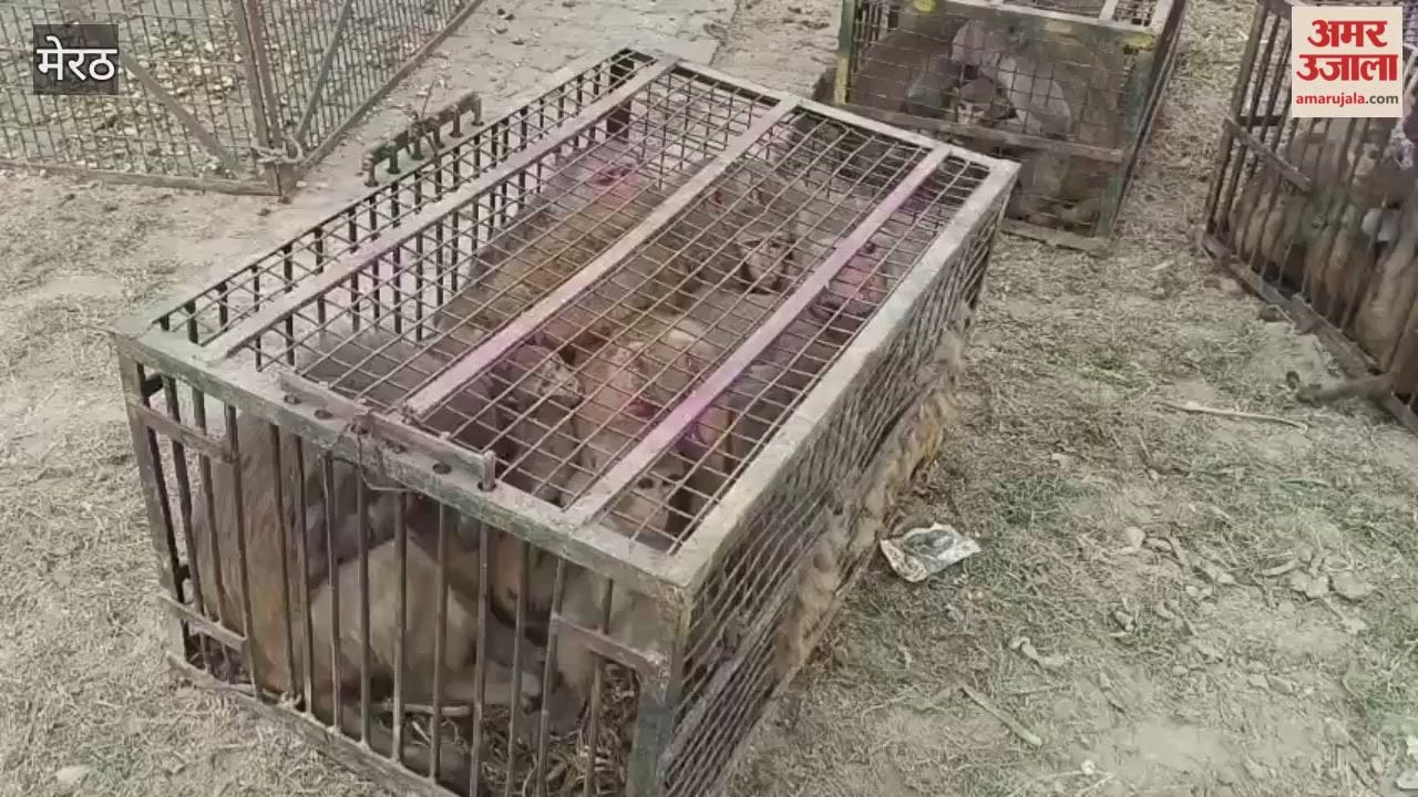 Meerut: People in Hastinapur were troubled by monkeys! They said the monkeys would bite them as soon as they stepped out of their homes