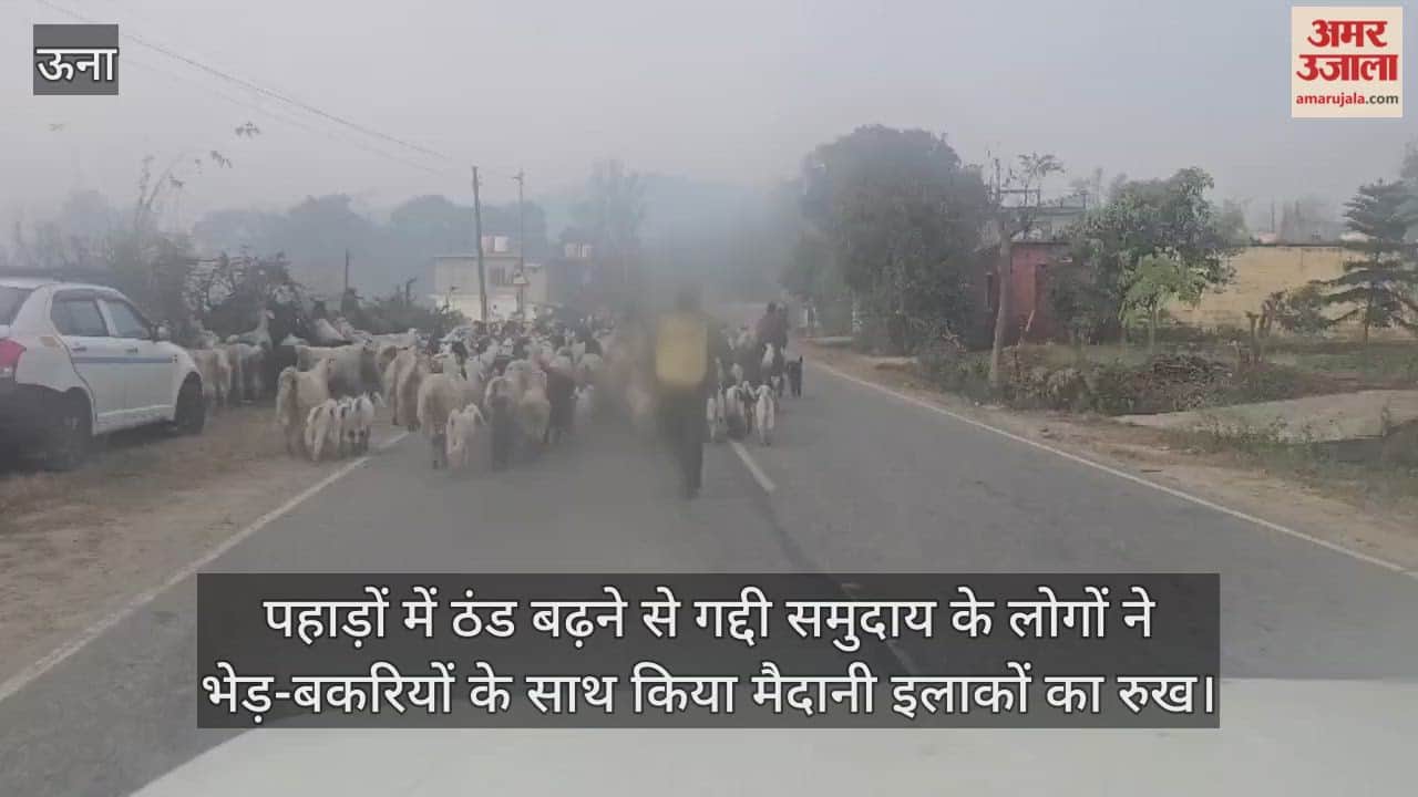 winter intensifies in the mountains, people from the Gaddi community have migrated to the plains with their sheep and goats.