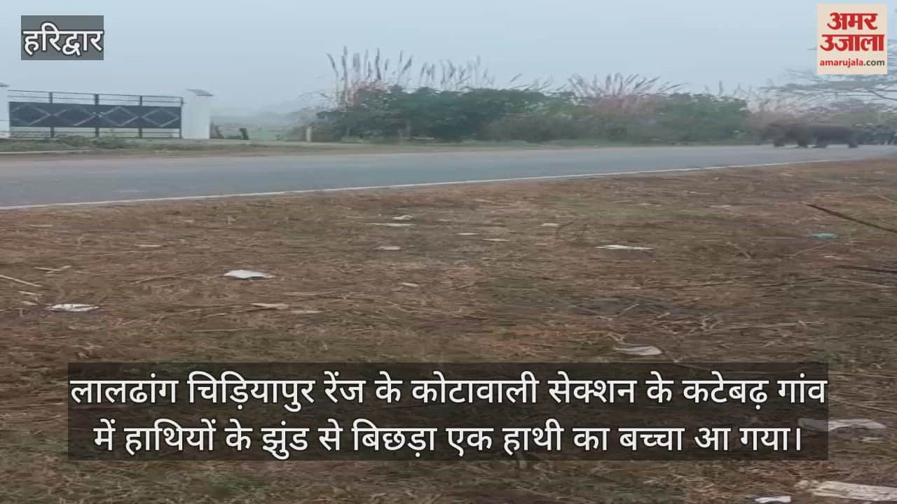 Haridwar News Baby elephant separated from its herd, wandered into a populated area