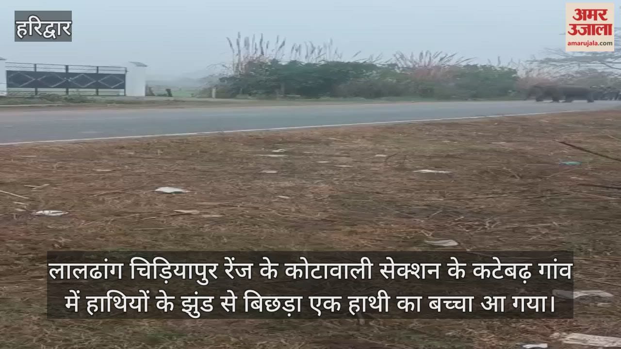 Haridwar News Baby elephant separated from its herd, wandered into a populated area
