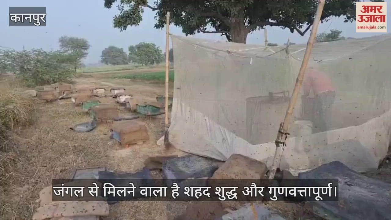 कानपुर: गणवत्तापूर्ण शुद्ध शहद निकलना शुरू, भीतरगांव के मधुमक्खी पालन वाले व्यापारी खुश