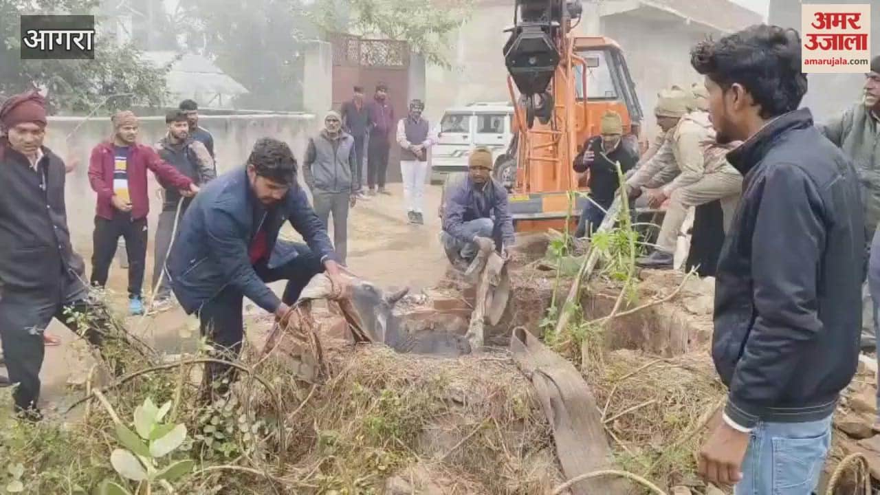 Bull Rescued Safely from Well in Agra’s Kuberpur Village Due to Villagers’ Efforts