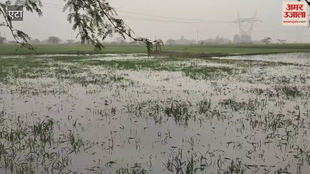 100 bighas of crops were submerged in water