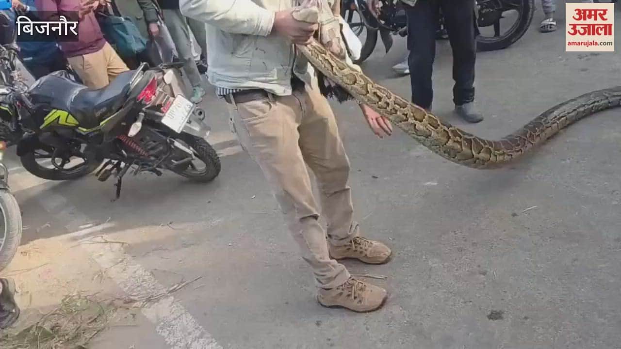 Bijnor: A giant python was found in the bushes and subsequently rescued