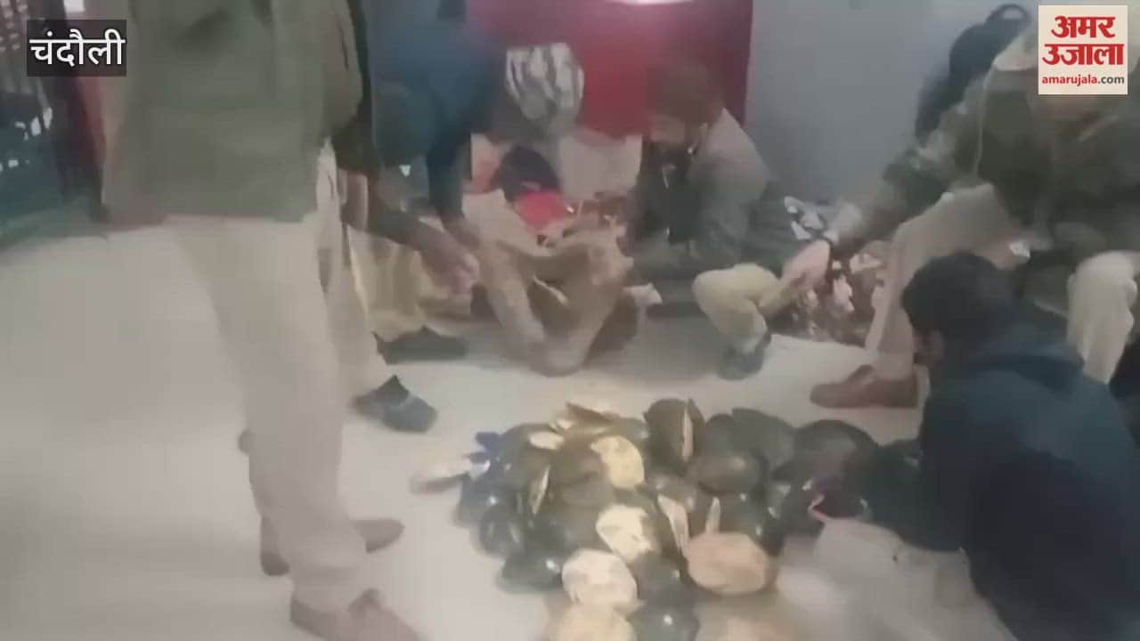 80 turtles were found hidden in sacks and backpacks