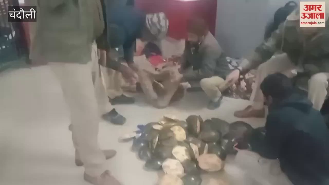 80 turtles were found hidden in sacks and backpacks