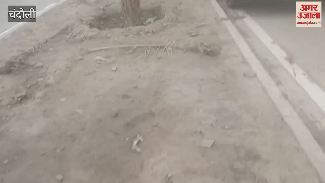 Water provided to dry date palm trees after months new trees were also planted