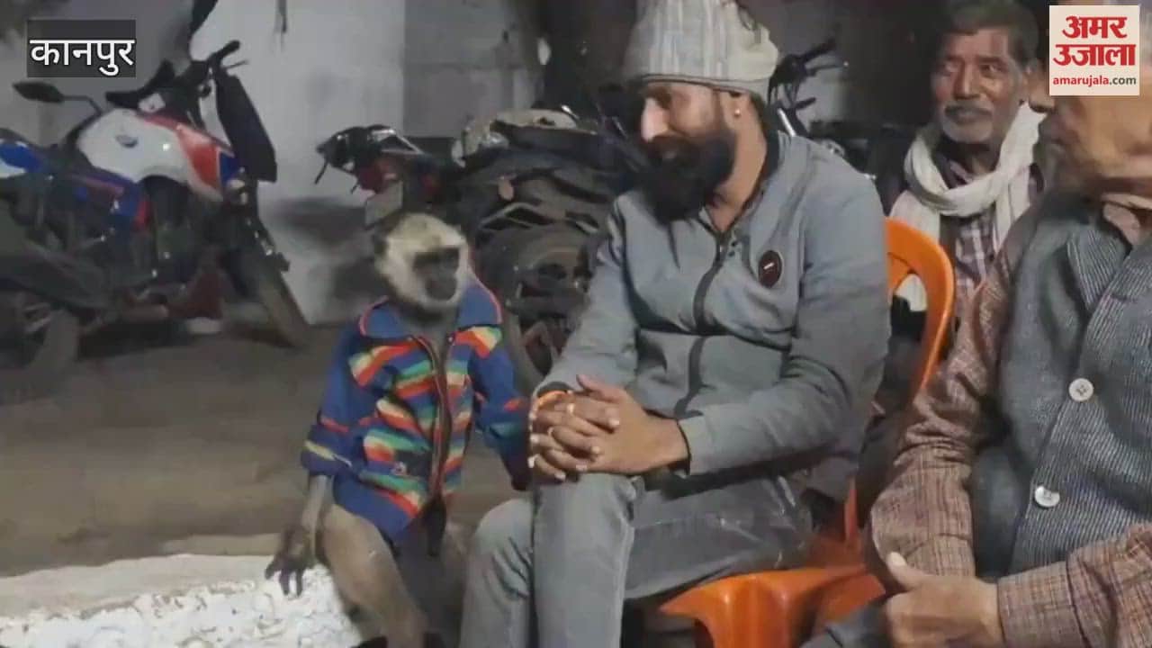 friendly langur in Bhitargaon is winning everyone's hearts