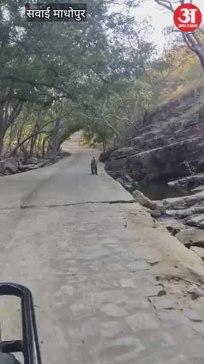 Sawai Madhopur News: Good news from Ranthambore, tigress T-107 Sultana seen shifting her cubs