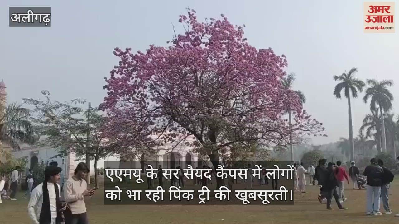 एएमयू के सर सैयद कैंपस में लोगों को भा रही पिंक ट्री की खूबसूरती