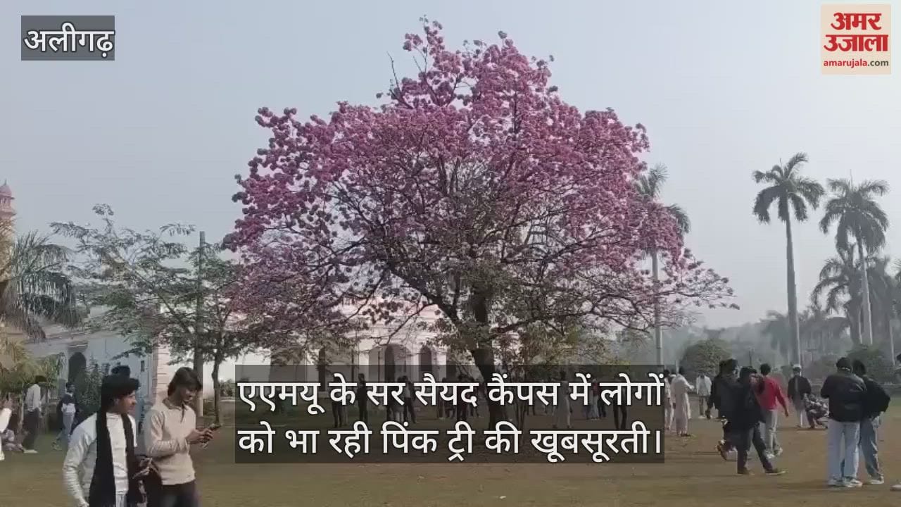एएमयू के सर सैयद कैंपस में लोगों को भा रही पिंक ट्री की खूबसूरती