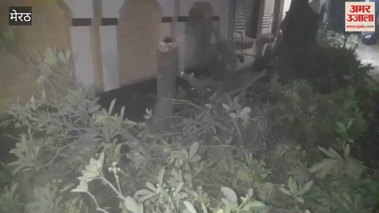 Trees were cut illegally, branches fell on wires, and power went out.