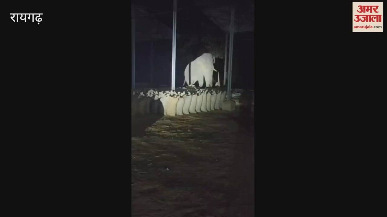 elephant went on rampage in Raigarh and ate more than 20 sacks of paddy