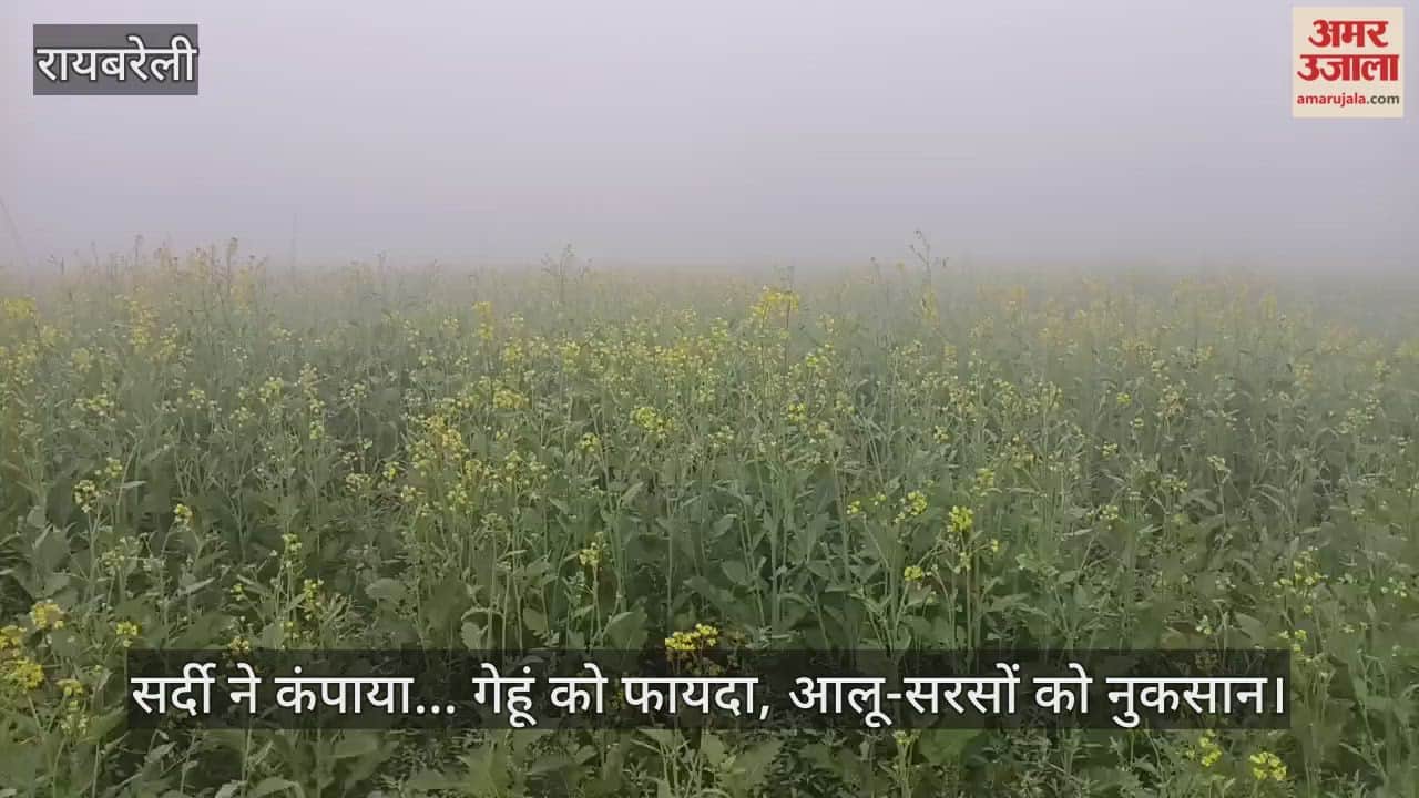 रायबरेली में सर्दी ने कंपाया... गेहूं को फायदा, आलू-सरसों को नुकसान
