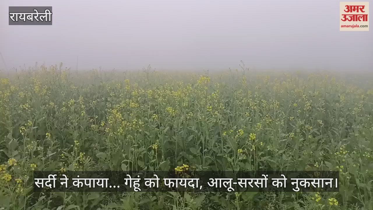 रायबरेली में सर्दी ने कंपाया... गेहूं को फायदा, आलू-सरसों को नुकसान