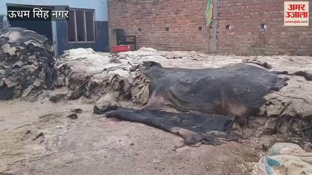Animal skins recovered during raid on illegal slaughter house in rudrapur