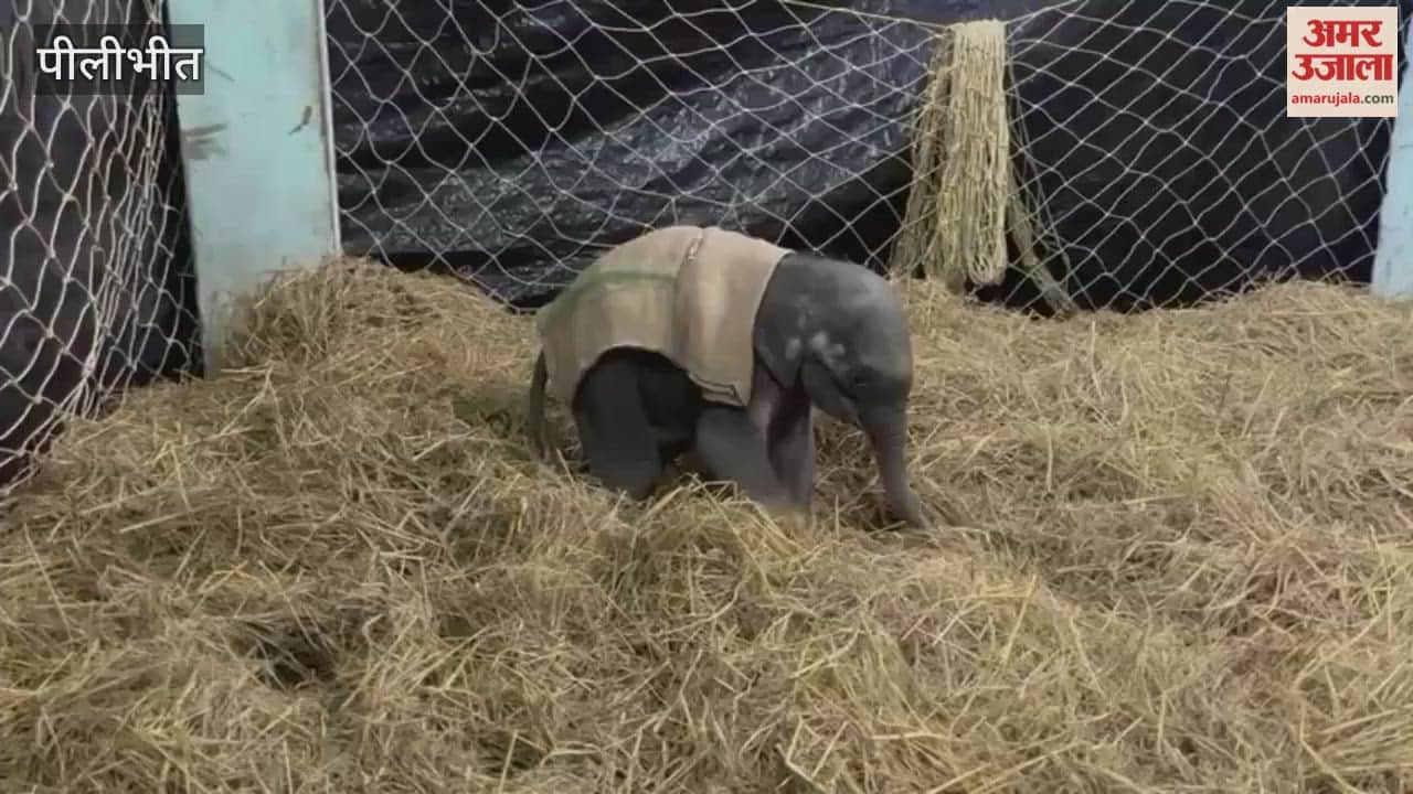 baby elephant from Bijnor has become a guest of the Pilibhit Tiger Reserve