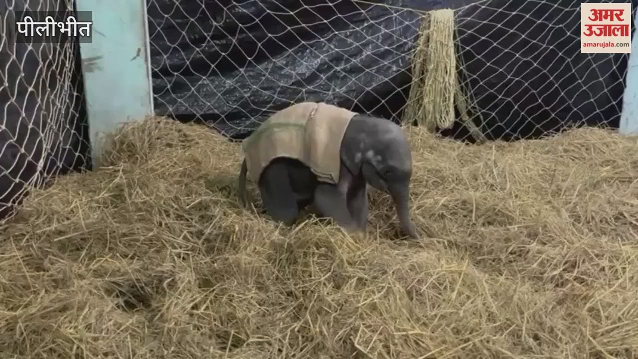 baby elephant from Bijnor has become a guest of the Pilibhit Tiger Reserve