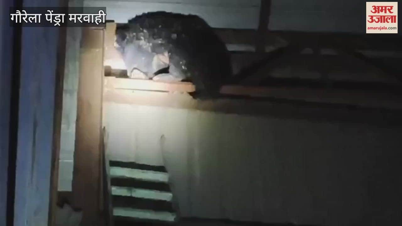 A bear climbed onto a tin shed to eat honey; the forest department safely rescued it