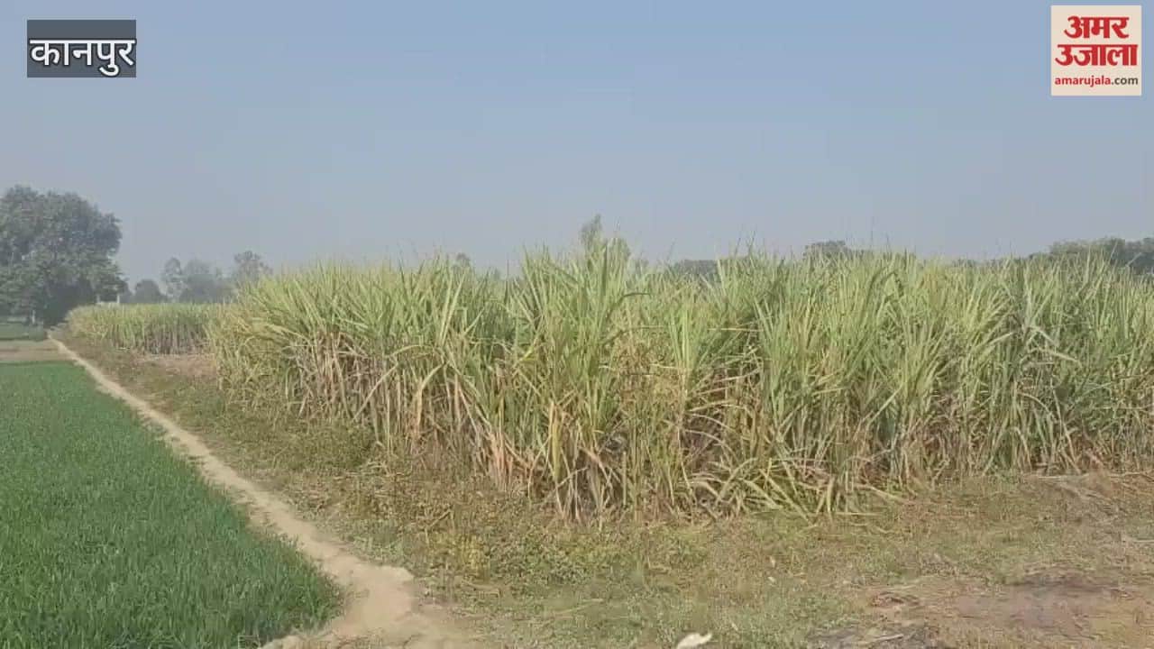 After the sugar mill closed, sugarcane disappeared from Garh
