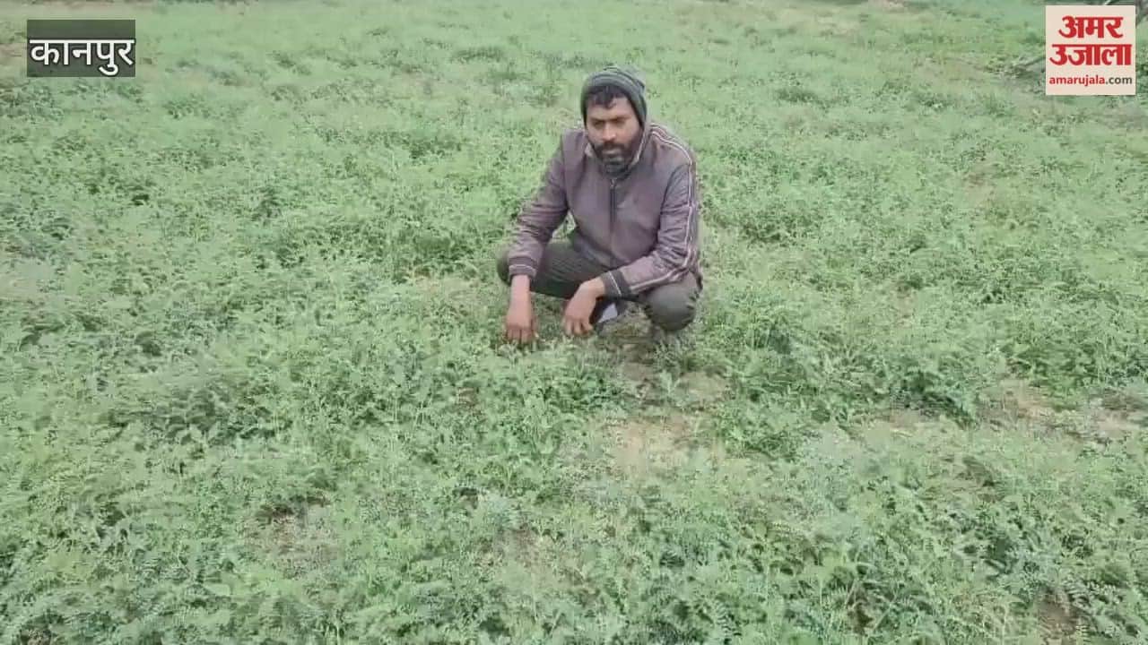 Farmer Abhishek is trying out new techniques in wheat and gram cultivation this time