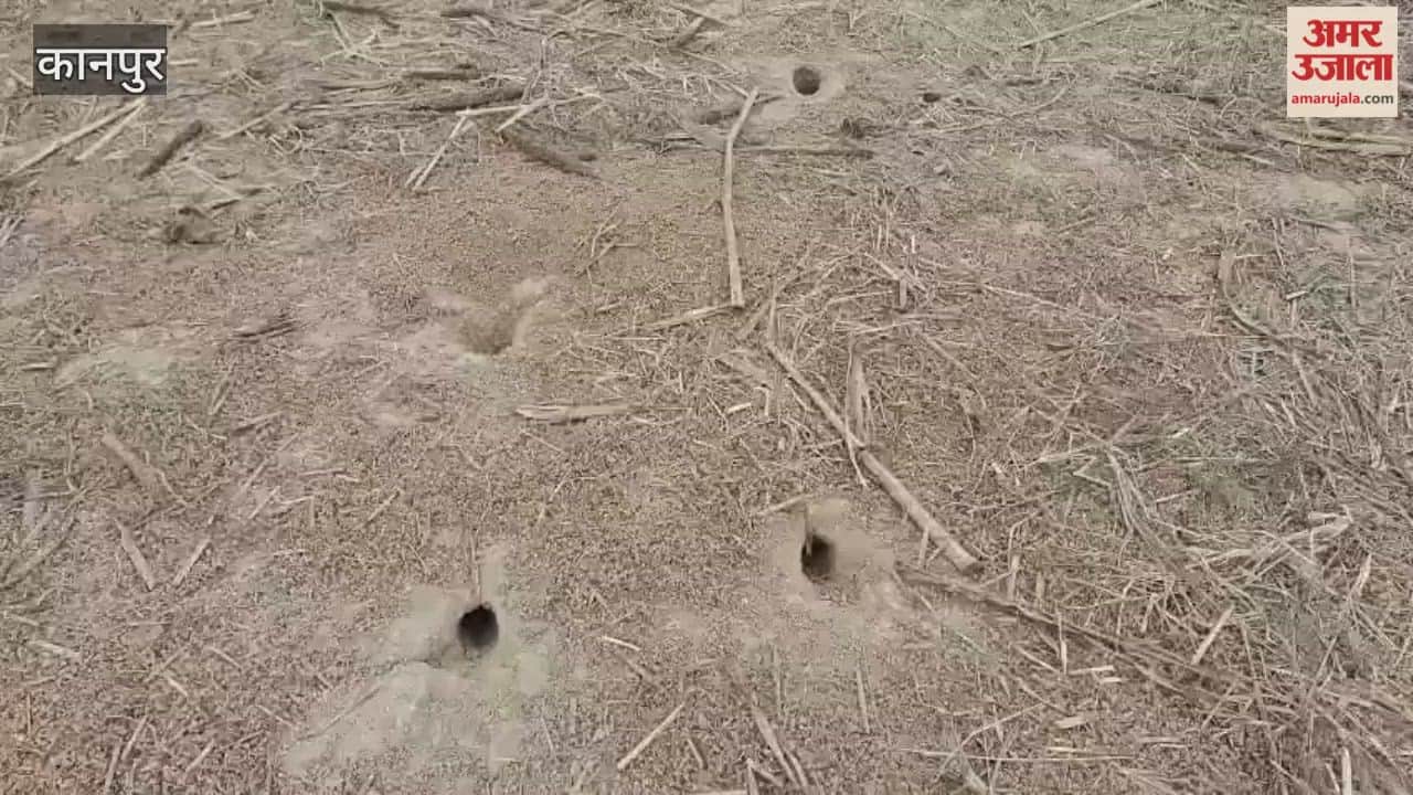 Rats are gnawing on crops in the fields, leaving farmers distressed