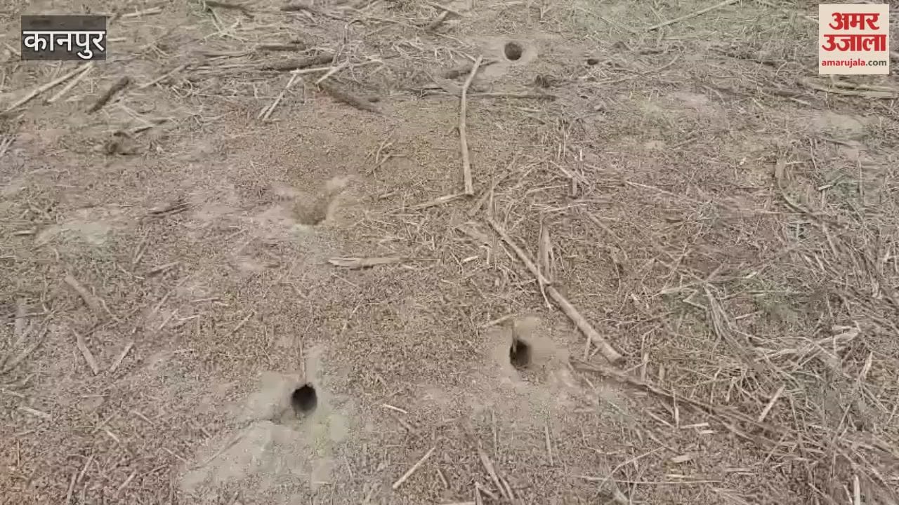 Rats are gnawing on crops in the fields, leaving farmers distressed