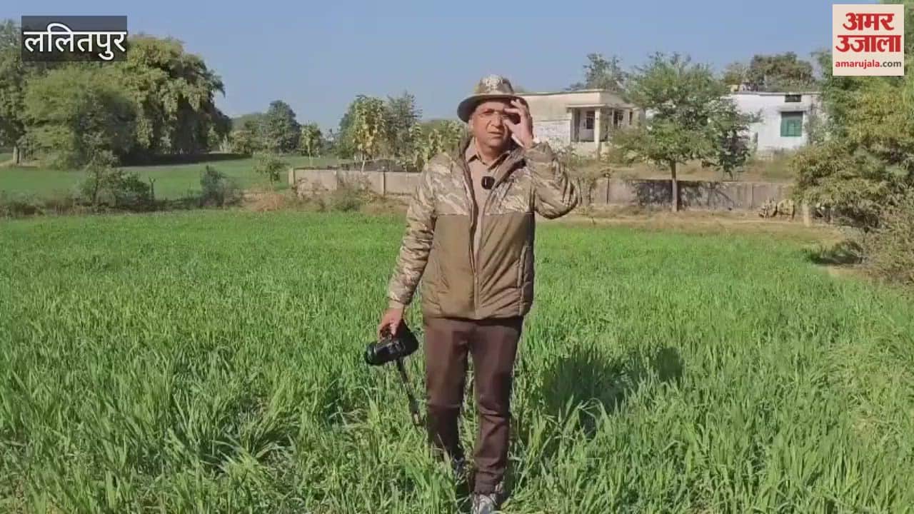 VIDEO: Leopard sitting on a tree in Lalitpur's Chirakondar village, police and forest department team waiting for it to come down