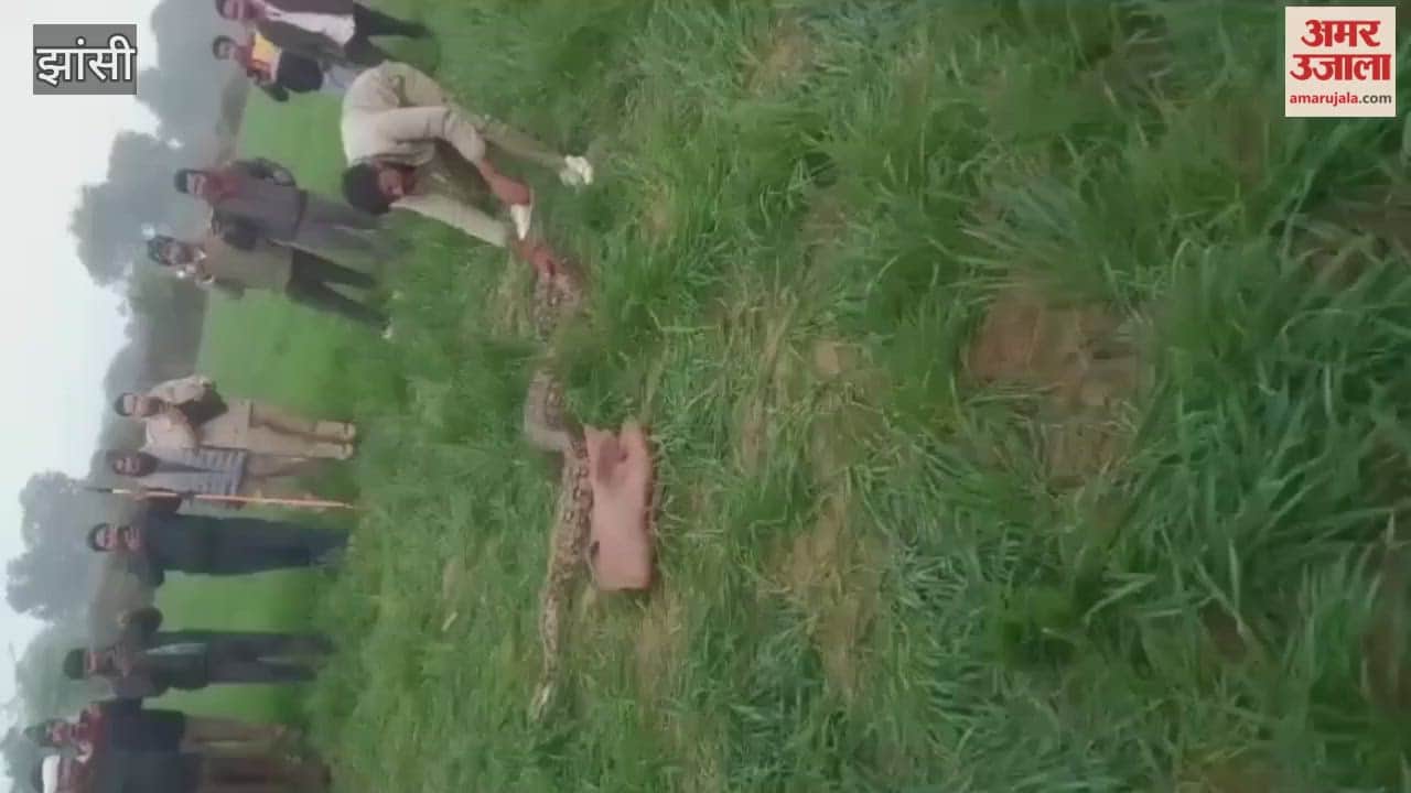 Video: Rescue of 10 feet long python that reached near Bamor Mandi
