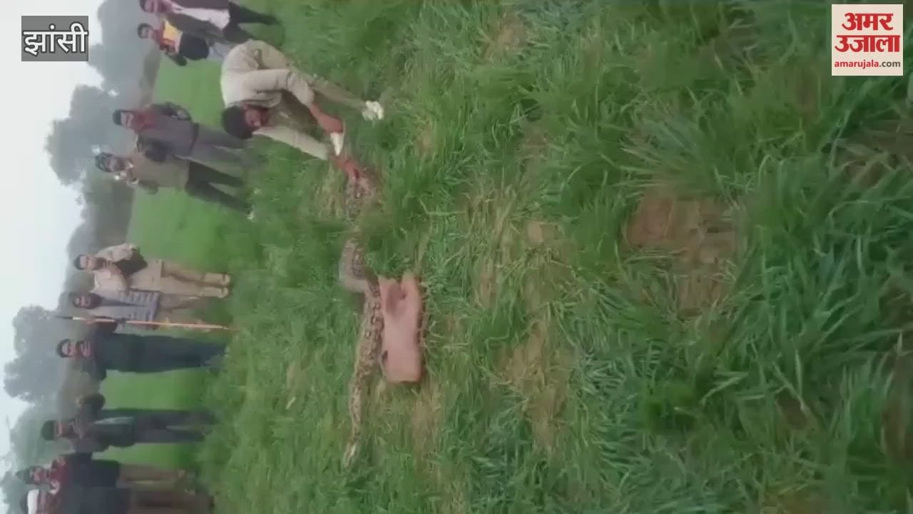 Video: Rescue of 10 feet long python that reached near Bamor Mandi