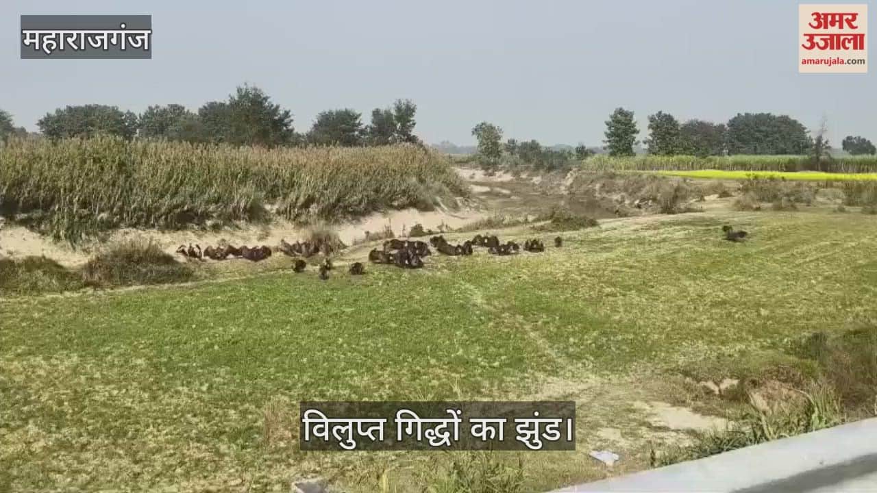 A flock of extinct vultures was spotted, attracting a crowd of passersby.