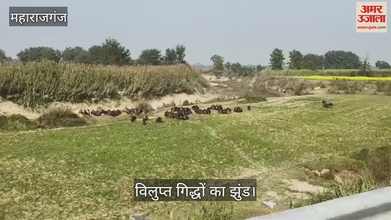 A flock of extinct vultures was spotted, attracting a crowd of passersby.