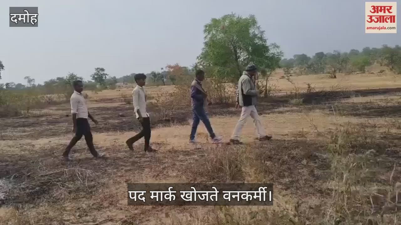Footprints of carnivorous animals found during tiger census in Damoh