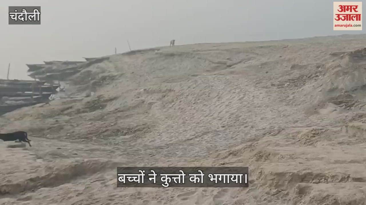 Increasing aggression in dogs; four people became victims in a single day on the 23rd