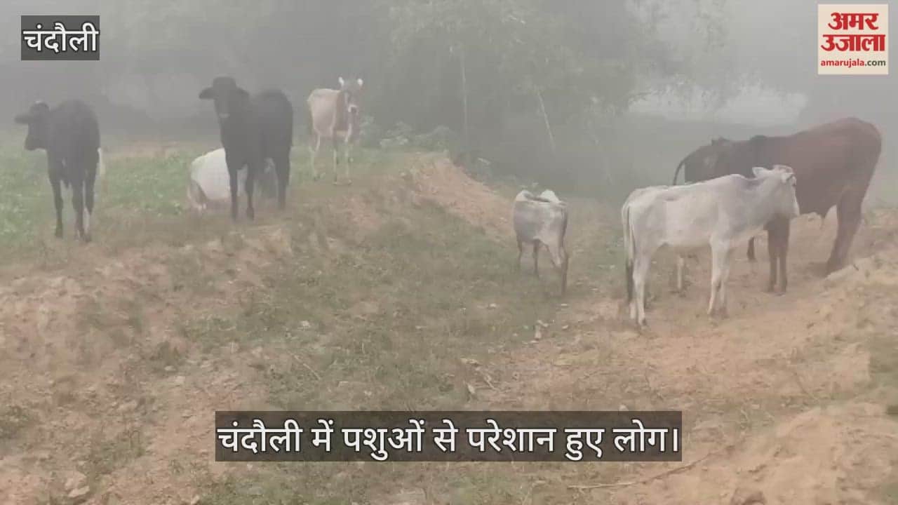 Farmers in Chandauli troubled by stray animals