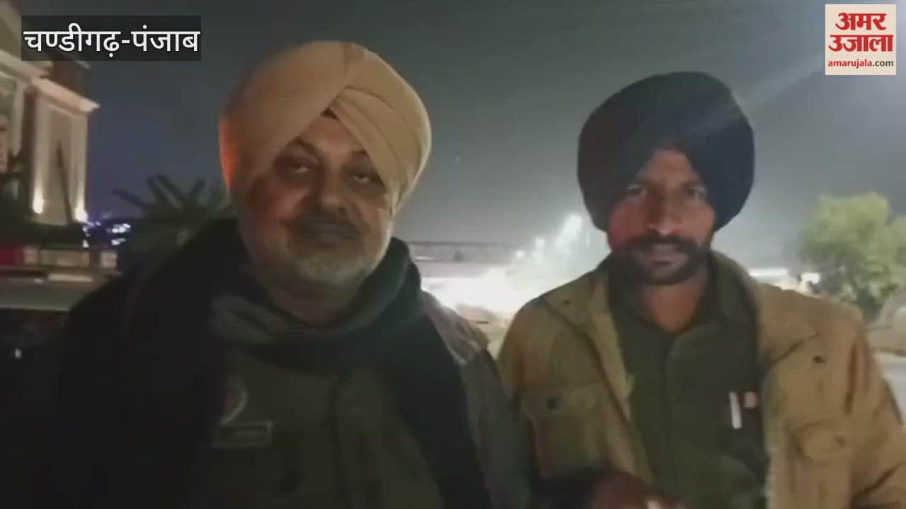 sambar deer killed in collision with vehicle