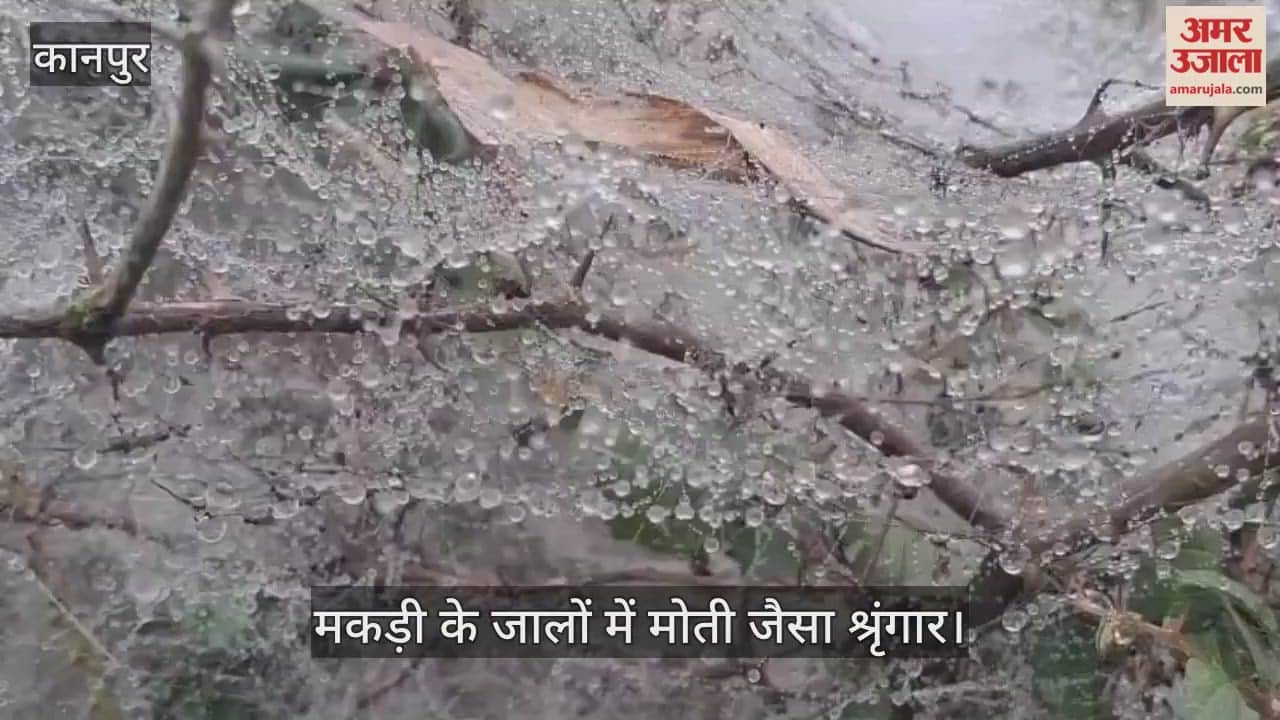कानपुर में प्रकृति का जादुई स्पर्श, भीतरगांव में मकड़ी के जालों पर मोती बनीं कोहरे की बूंदें