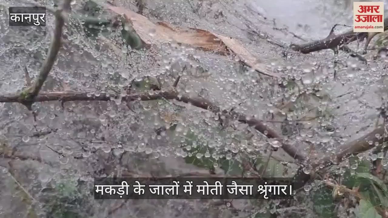 कानपुर में प्रकृति का जादुई स्पर्श, भीतरगांव में मकड़ी के जालों पर मोती बनीं कोहरे की बूंदें