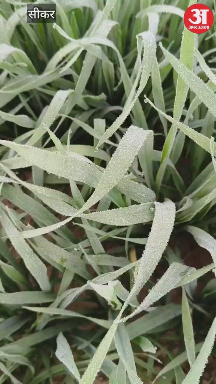 On the last day of the year, the temperature in Shekhawati may reach freezing point, ice formed at 1 degree...