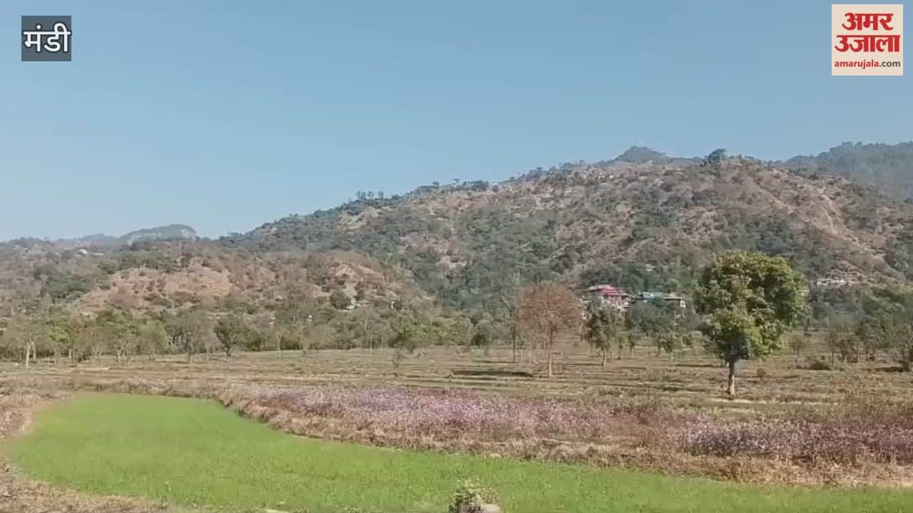 Mandi Prem Chand has set an example by cultivating dragon fruit in Sarkaghat becoming a source of inspiration for others