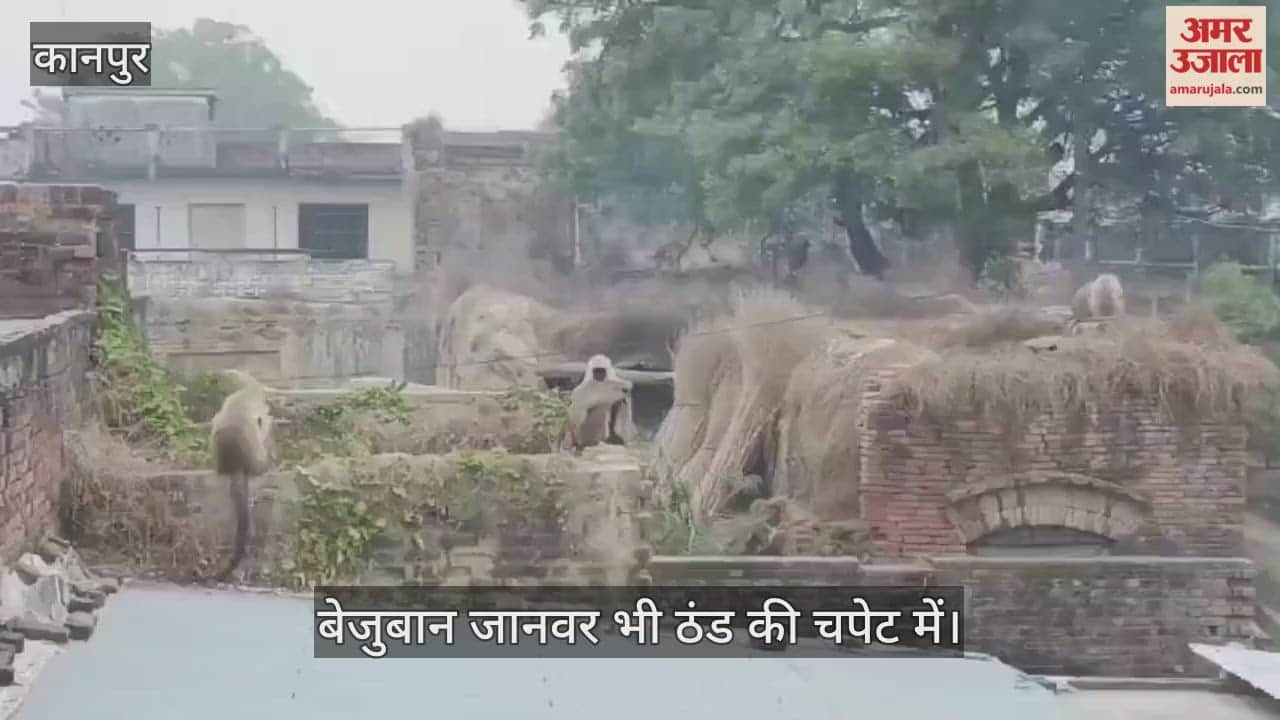 कानपुर: भीतरगांव में भीषण ठंड से लंगूर बेहाल, एक दूसरे से चिपके बैठ काट रहे रातें