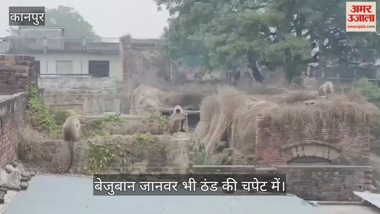 कानपुर: भीतरगांव में भीषण ठंड से लंगूर बेहाल, एक दूसरे से चिपके बैठ काट रहे रातें